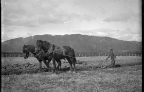 A man ploughing with two horses, possibly near Featherston.