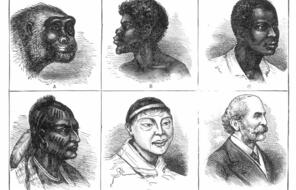 Late nineteenth century chart showing six images displaying the supposed stages of racial evolution, beginning with an ape and ending with a white man.