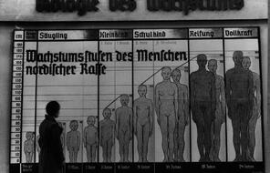 The Nazis used public displays to spread their ideas of race. The chart shown here is titled "The Biology of Growth," and is labeled "Stages of Growth for Members of the Nordic Race."